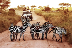 10 Days Luxury Safari Tour Packages